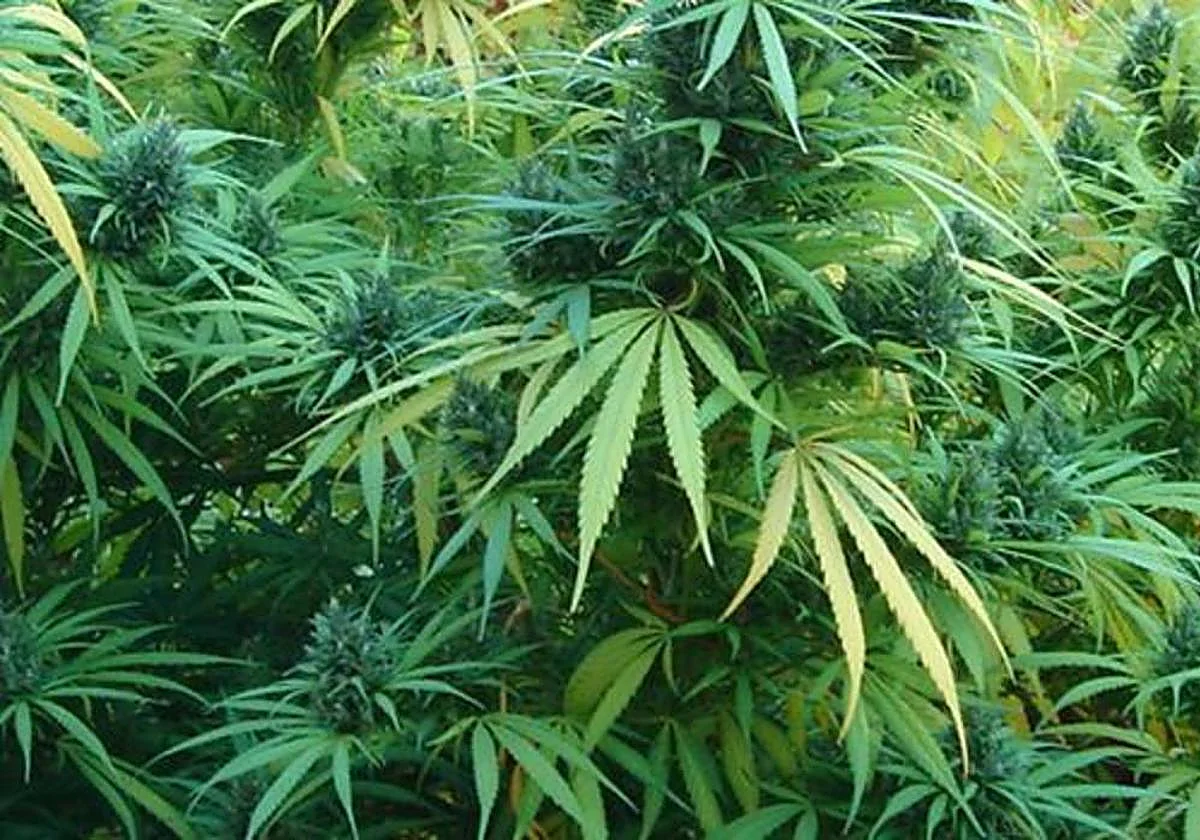 Tres detenidos en Valle de Abdalajís tras intervenir 30 pastillas de hachís y 116 plantas de marihuana en el registro de un vehículo