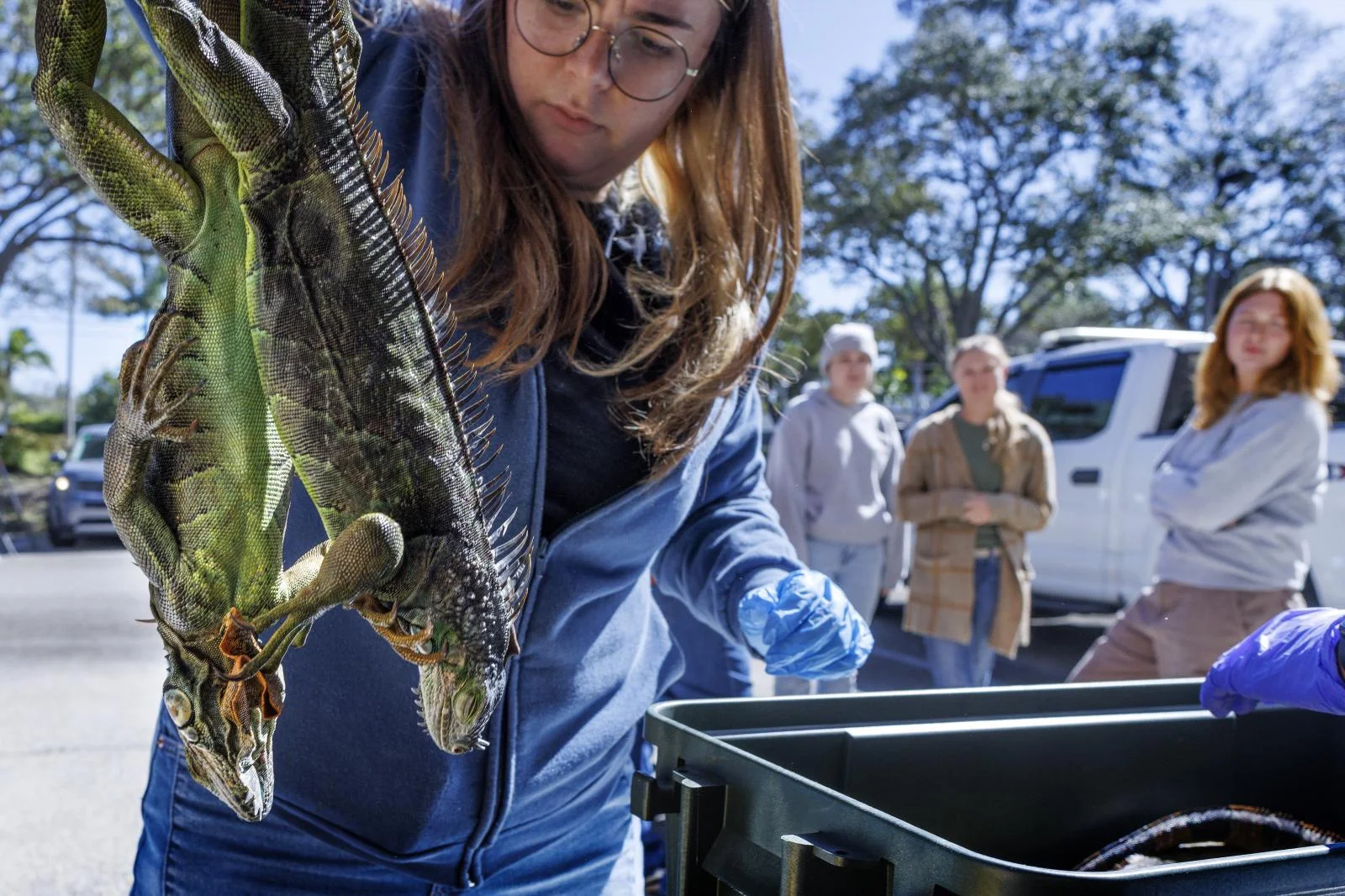 Ola de frío en Florida: miles de iguanas caen congeladas de los árboles