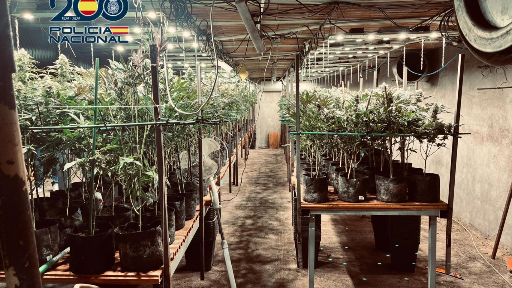 Desmantelada en Torrijos (Toledo) una plantación de marihuana oculta en un zulo bajo un criadero de pollos