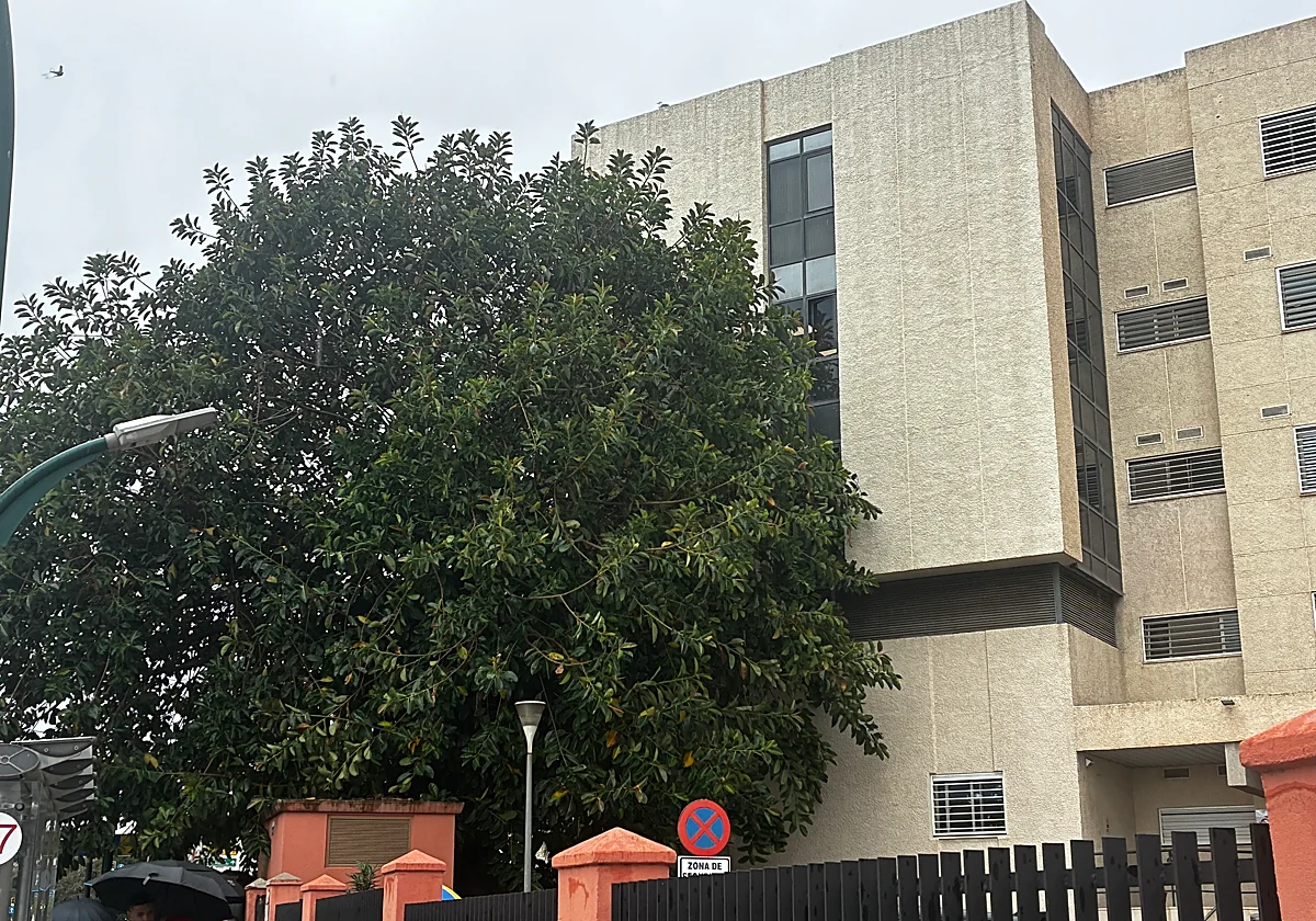 Piden podar el ficus del centro de salud Perchel para evitar que las ratas entren en las consultas