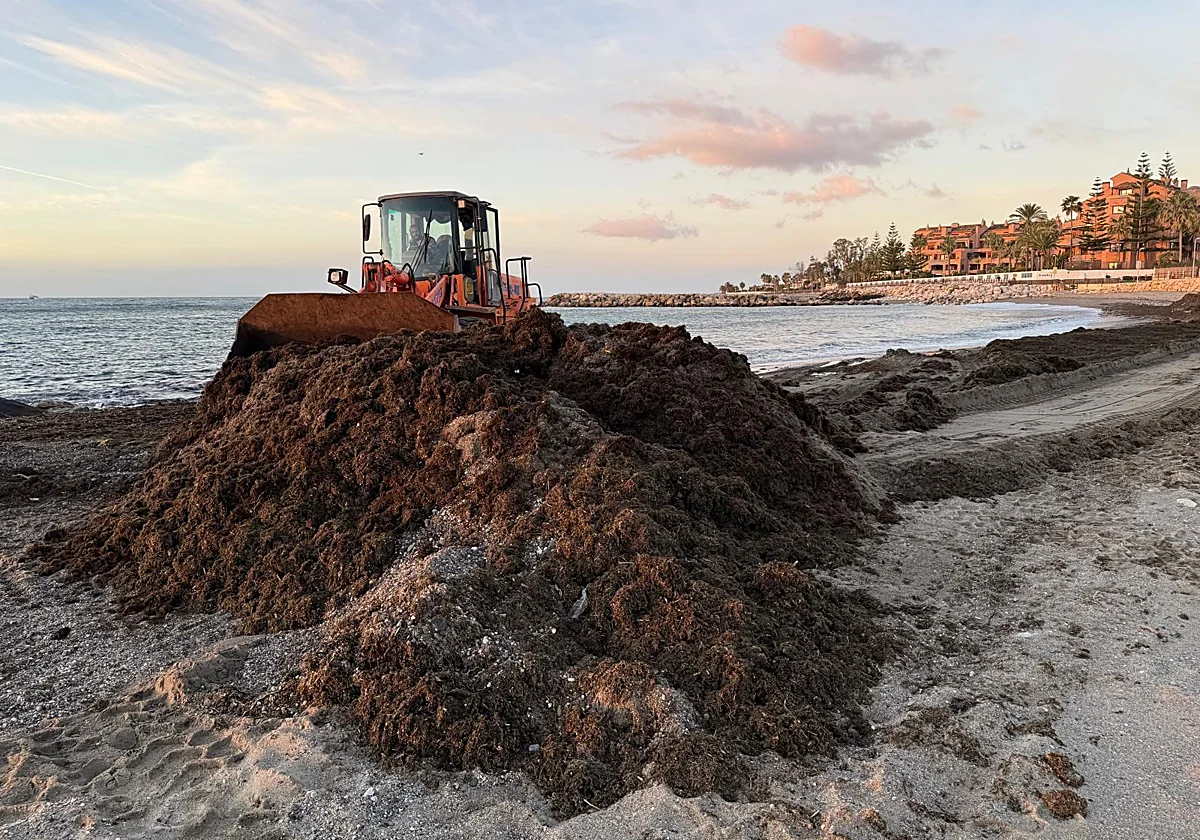 Marbella retira en un solo día 374 toneladas de alga invasora en la playa de Nueva Andalucía