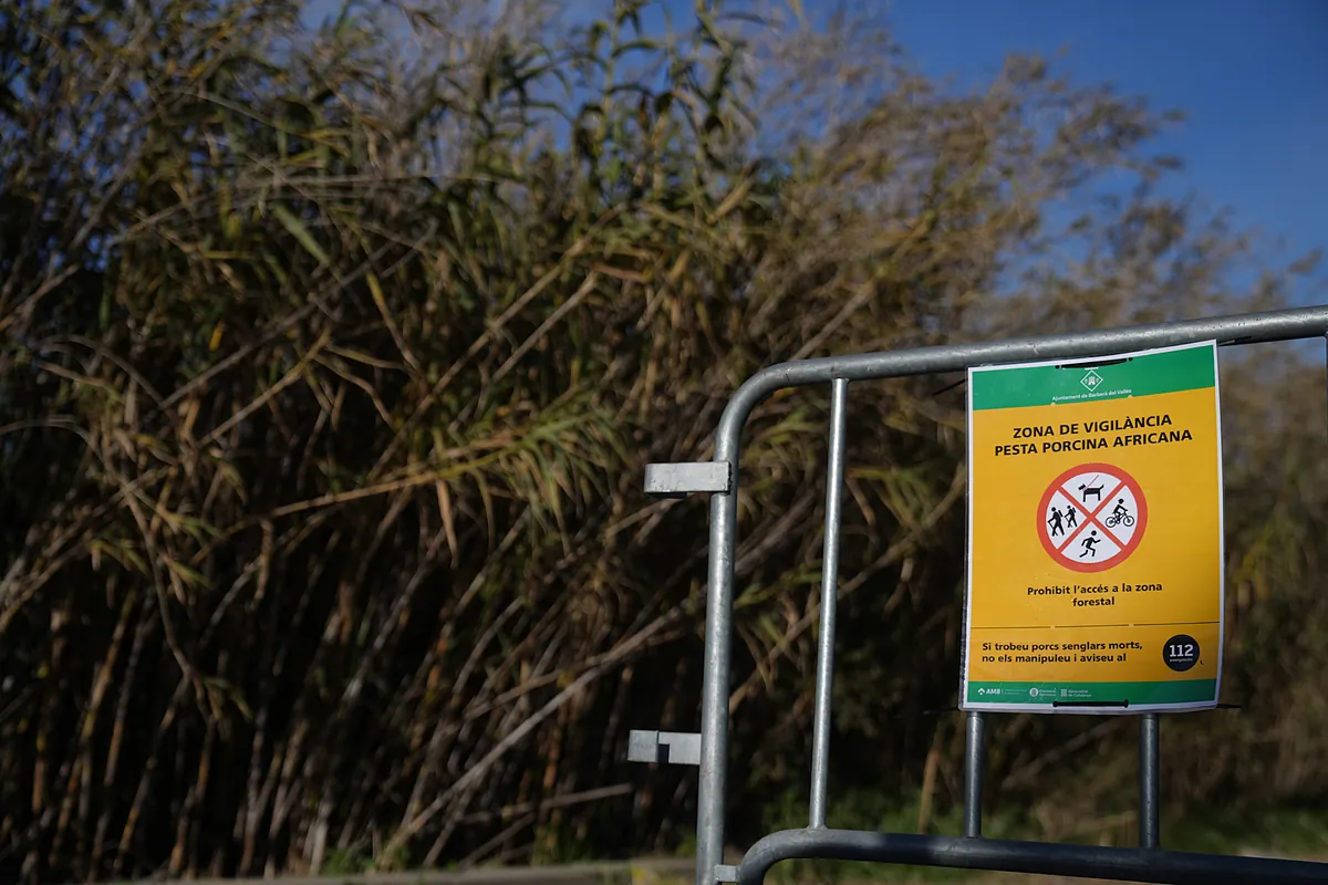 El campo reclama sacrificar 40.000 animales por el brote de peste porcina: ¿cómo lo ve la UE?