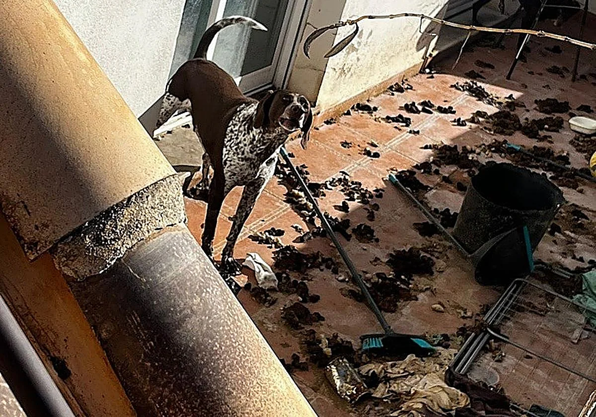 Tres perros viven un infierno en Valencia tras pasar cuatro años encerrados en casa entre excrementos