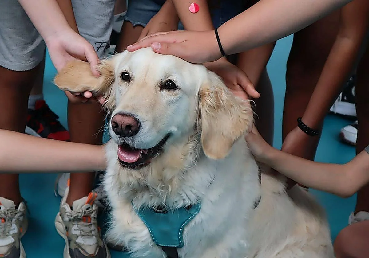 Un juzgado declara improcedente el despido de una trabajadora que faltó porque le aplicaban la eutanasia a su perro