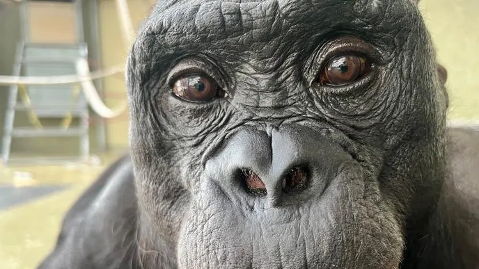 Este bonobo que jugaba a la comidita demostró que los monos pueden usar su imaginación para fingir