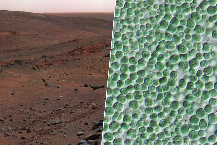 En nuestra obsesión por terraformar Marte, hemos encontrado dos bacterias: una crea cemento, la otra la protege