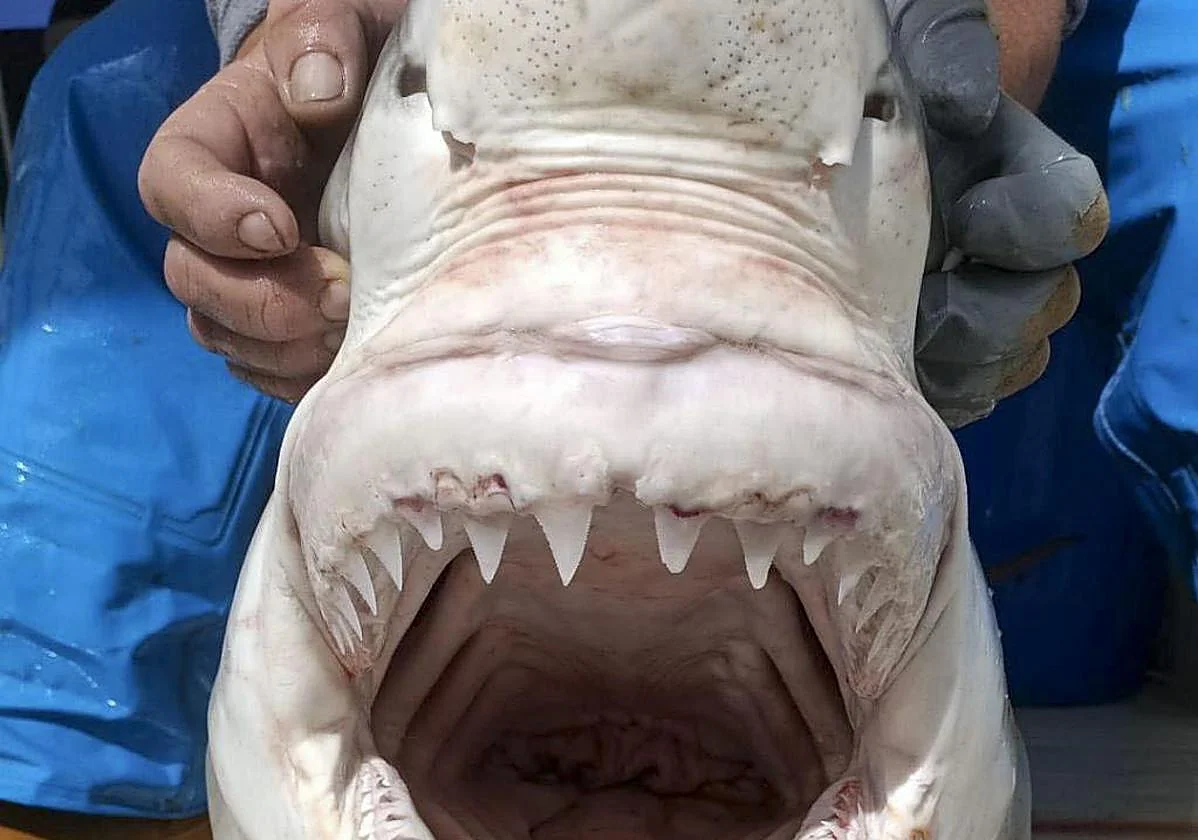 El Instituto Oceanográfico confirma un nuevo registro de tiburón blanco en el Mediterráneo español