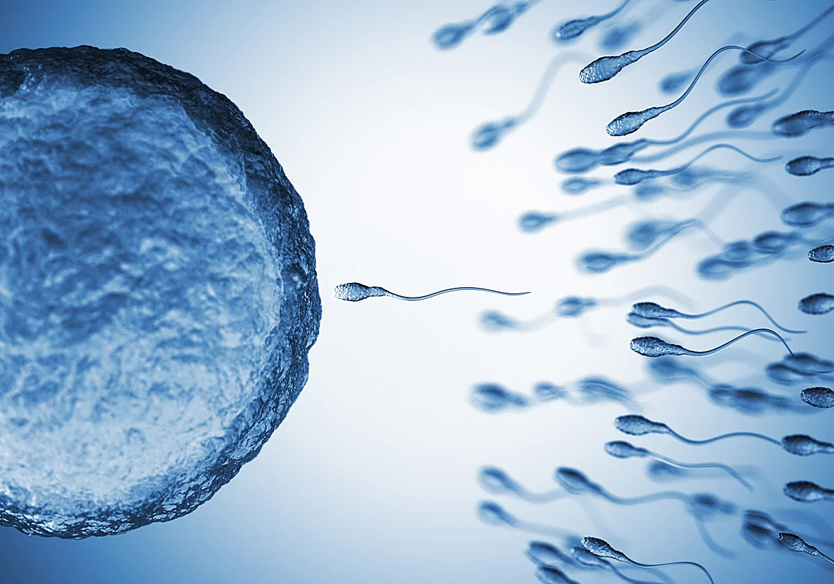 La exposición a químicos de uso diario daña la fertilidad masculina
