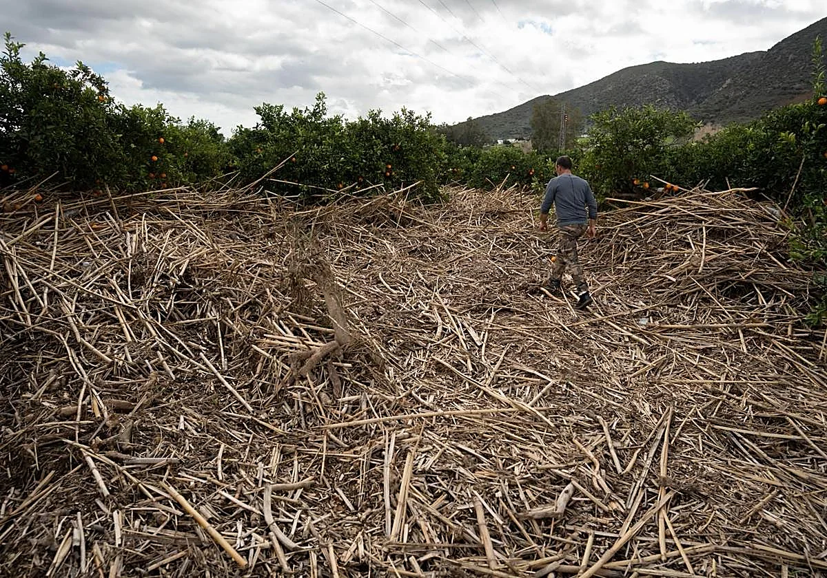 Malaga's countryside suffers significant damage from storms Leonardo and Marta