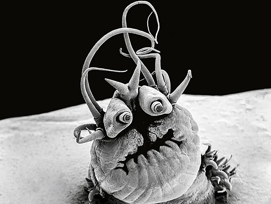 Pódcast | Criaturas abisales: las indestructibles especies que habitan el océano profundo