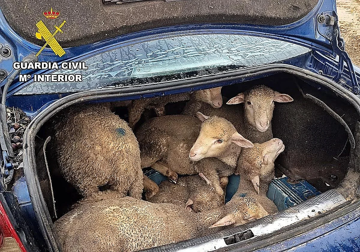 Interceptado en Badajoz un conductor ebrio y su acompañante con once corderos robados en el maletero