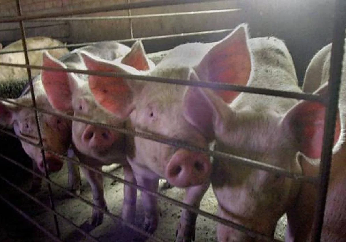 'Operación granja': tres detenidos en Málaga por robar 264 cerdos y maquinaria en explotaciones ganaderas