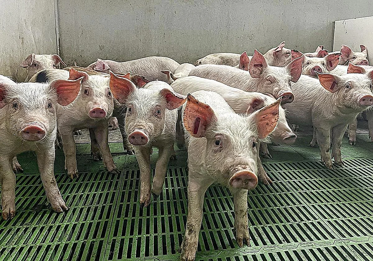 Detectan 13 nuevos casos de peste porcina, 2 de ellos fuera del radio inicial de Barcelona