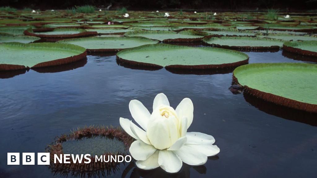 Victoria regia, la asombrosa planta sudamericana que transformó los espacios en los que vivimos (y sigue inspirando revoluciones)