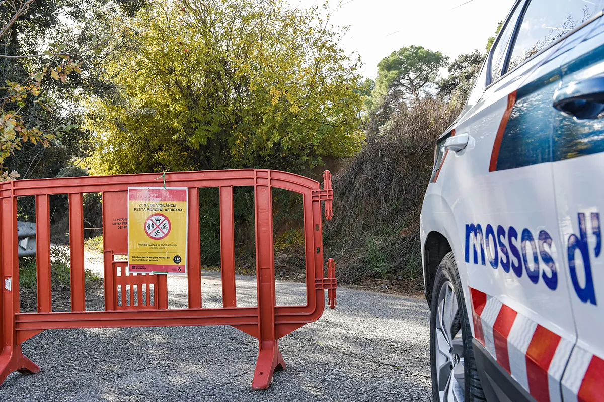 La peste porcina no ha salido de la zona del brote, con trece jabalíes infectados