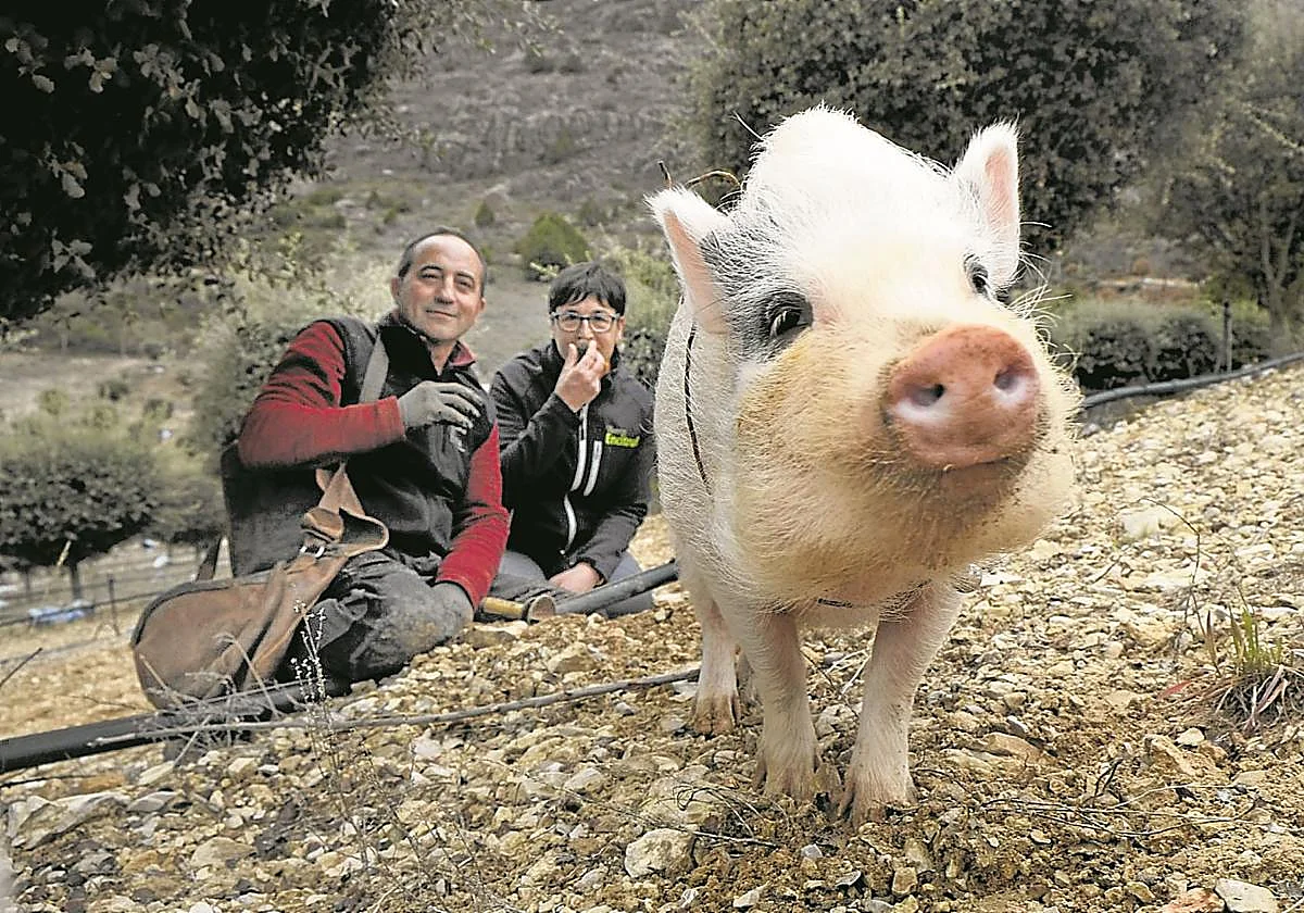 Bulla, la cerda que busca trufas a destajo
