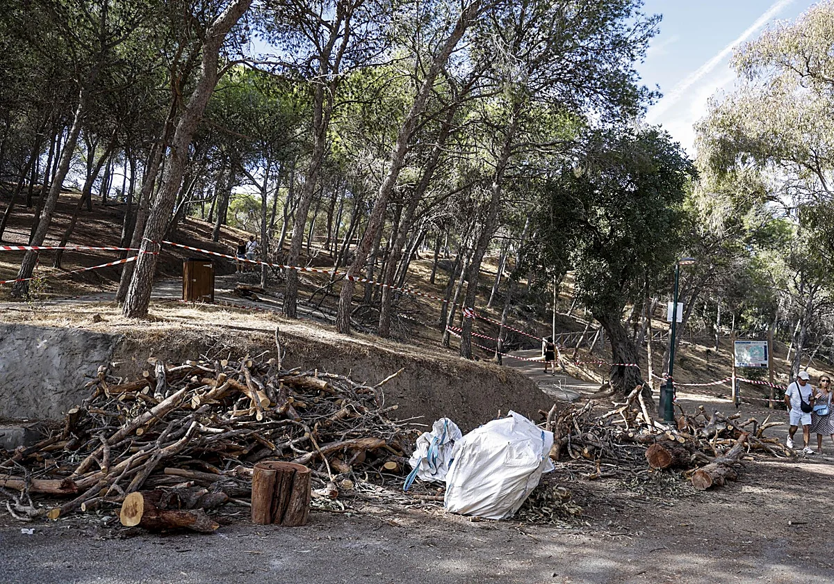 Málaga renuncia a una ayuda europea para reforestar el monte Gibralfaro al no poder cumplir los plazos