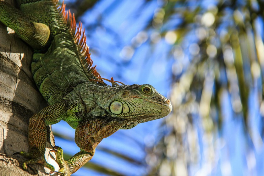 Florida tiene un problema con las iguanas y el invierno más frío en años, así que ha sacrificado más de 5.000 iguanas congeladas