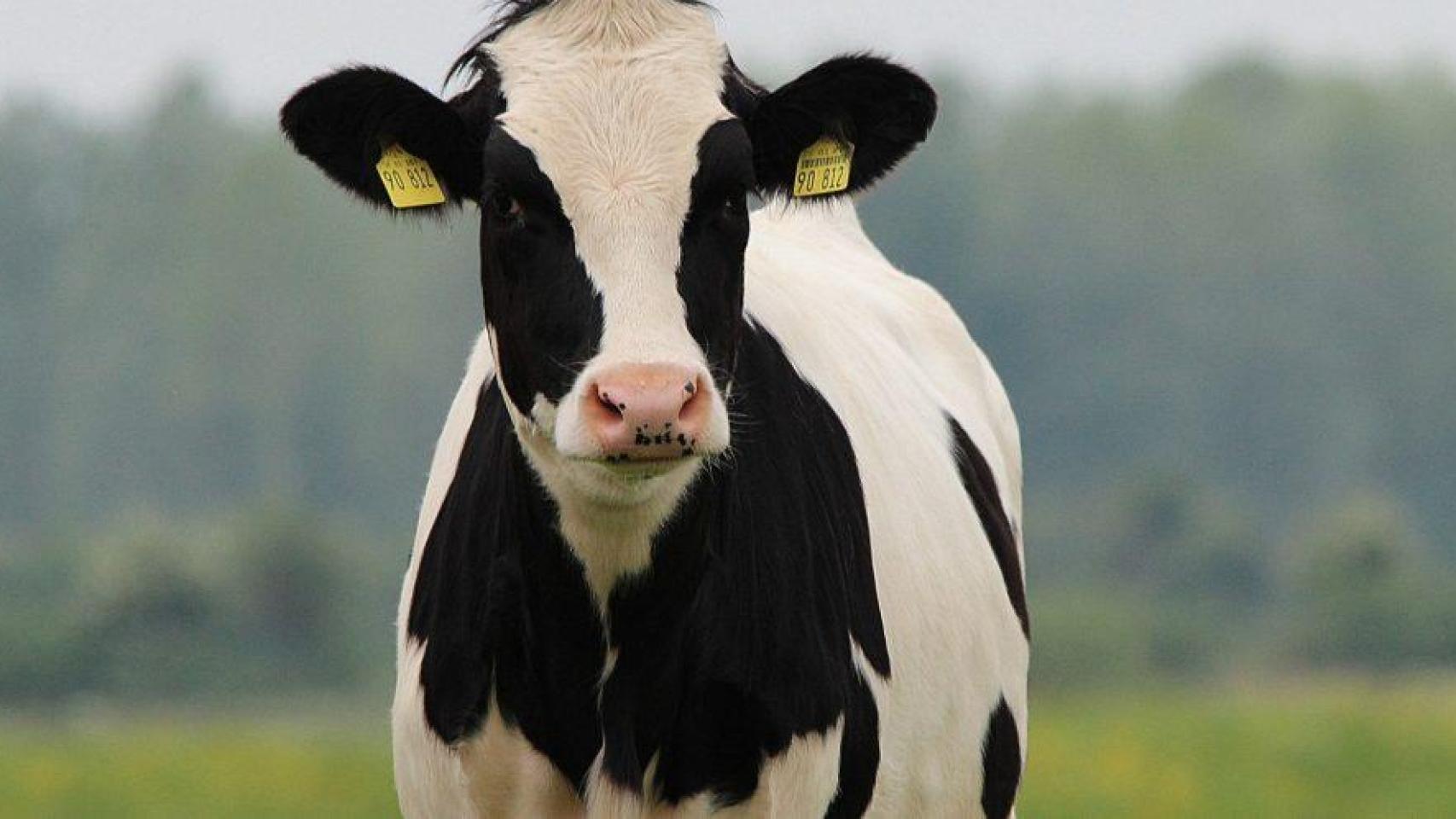 Choca contra una vaca en la N-630: un hombre de 45 años herido