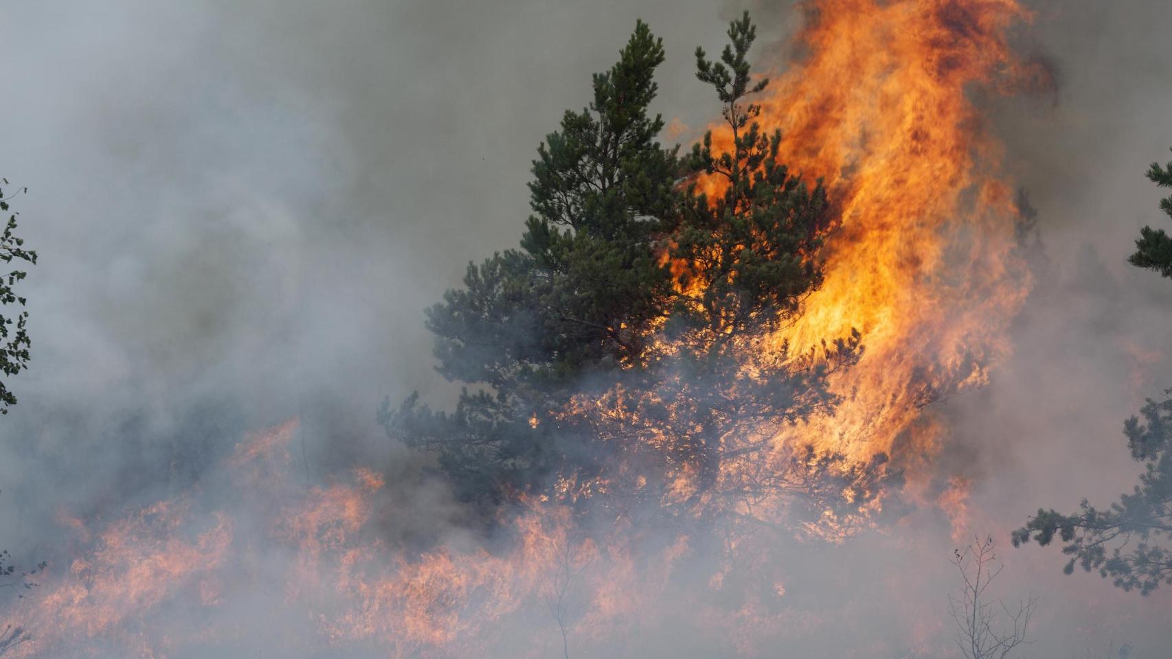Los bosques boreales con más árboles caducifolios emiten hasta un 50% menos de carbono en incendios forestales