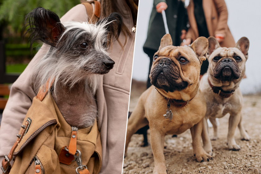 Los perros cada vez son más feos. Y la ciencia tiene varias razones para explicar por qué eso nos encanta