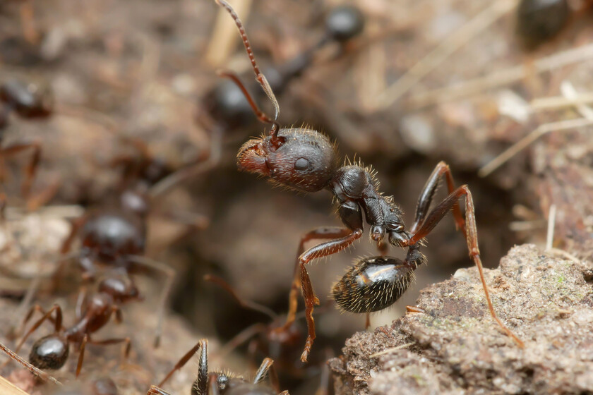 Las hormigas españolas están usando otras especies como "ganado sexual" para expandirse por Europa. Y les está funcionando