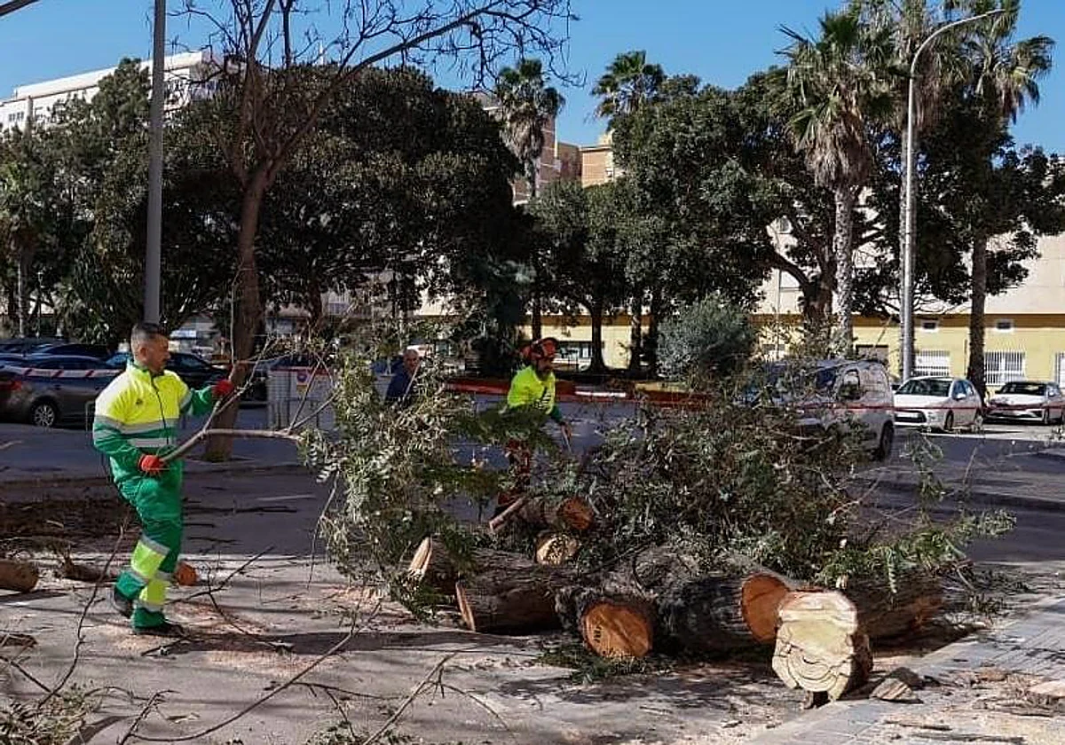 Málaga taló 1.672 árboles en 2025: el motivo fue evitar que cayesen en la calle