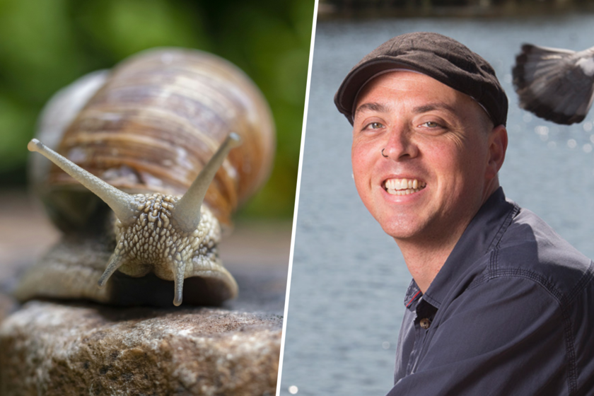"Mentalidad de sala de urgencias": el filósofo holandés convencido de que salvar a los caracoles es salvarnos a nosotros mismos