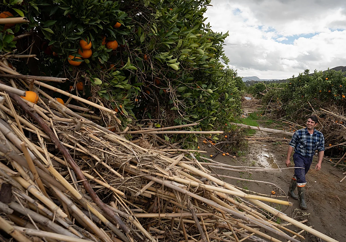 Malaga storm damage: farmers estimate €112 million loss in agricultural crisis