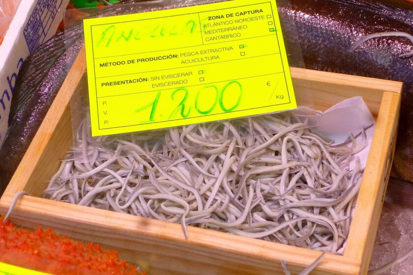 España va a seguir pescando anguilas hasta que ya no nos queden anguilas que pescar