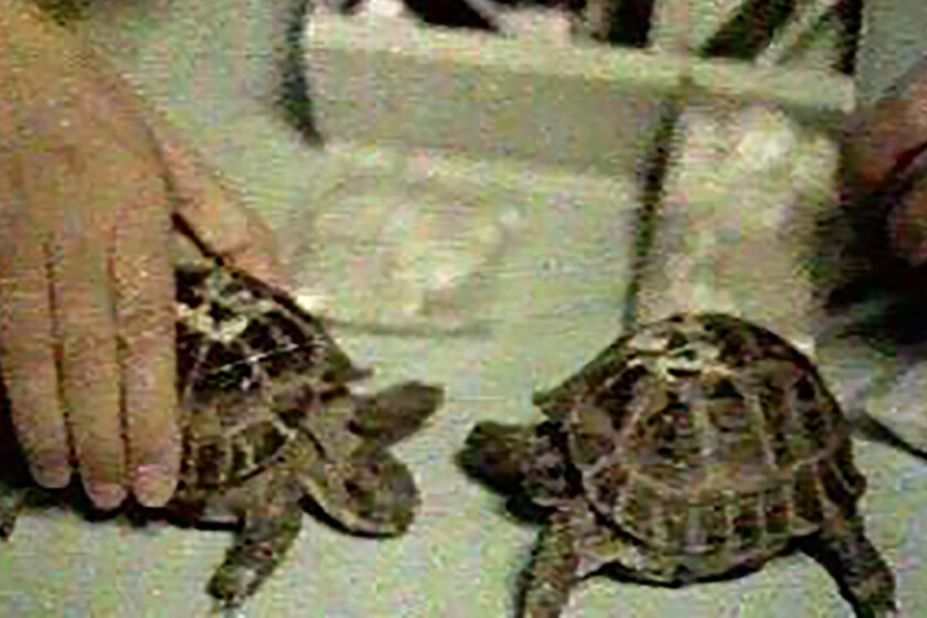 En 1968 la Unión Soviética lanzó dos tortugas al espacio. Lo más increíble es que las dos volvieron para contarlo