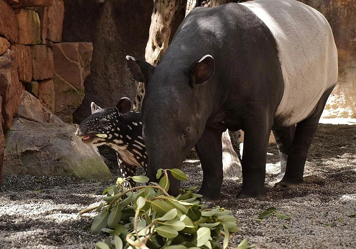 Fallece Rawa, la hembra de tapir malayo de Bioparc Fuengirola, uno de los animales más emblemáticos del parque