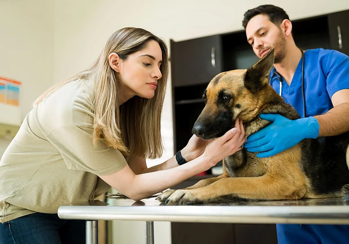 Las claves esenciales para el buen cuidado de tu mascota