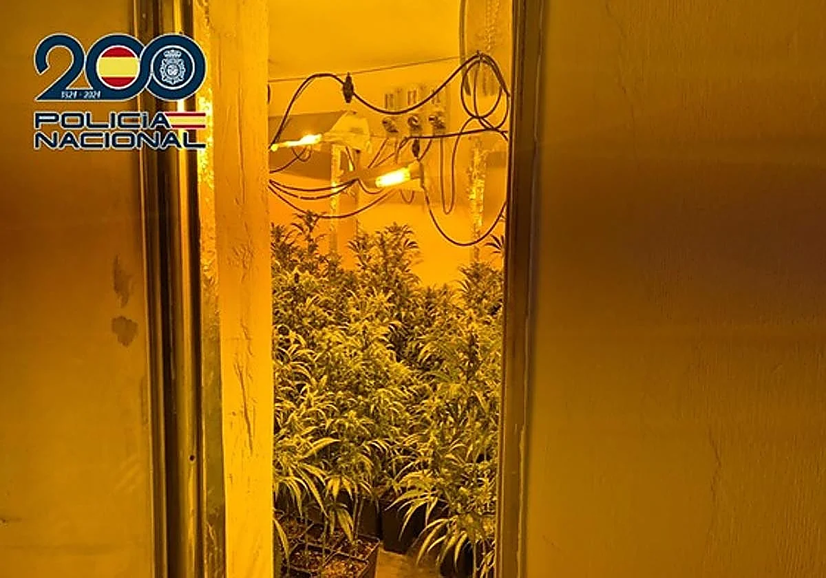 Malaga police discover marijuana plantation after young man threatens neighbour with shotgun