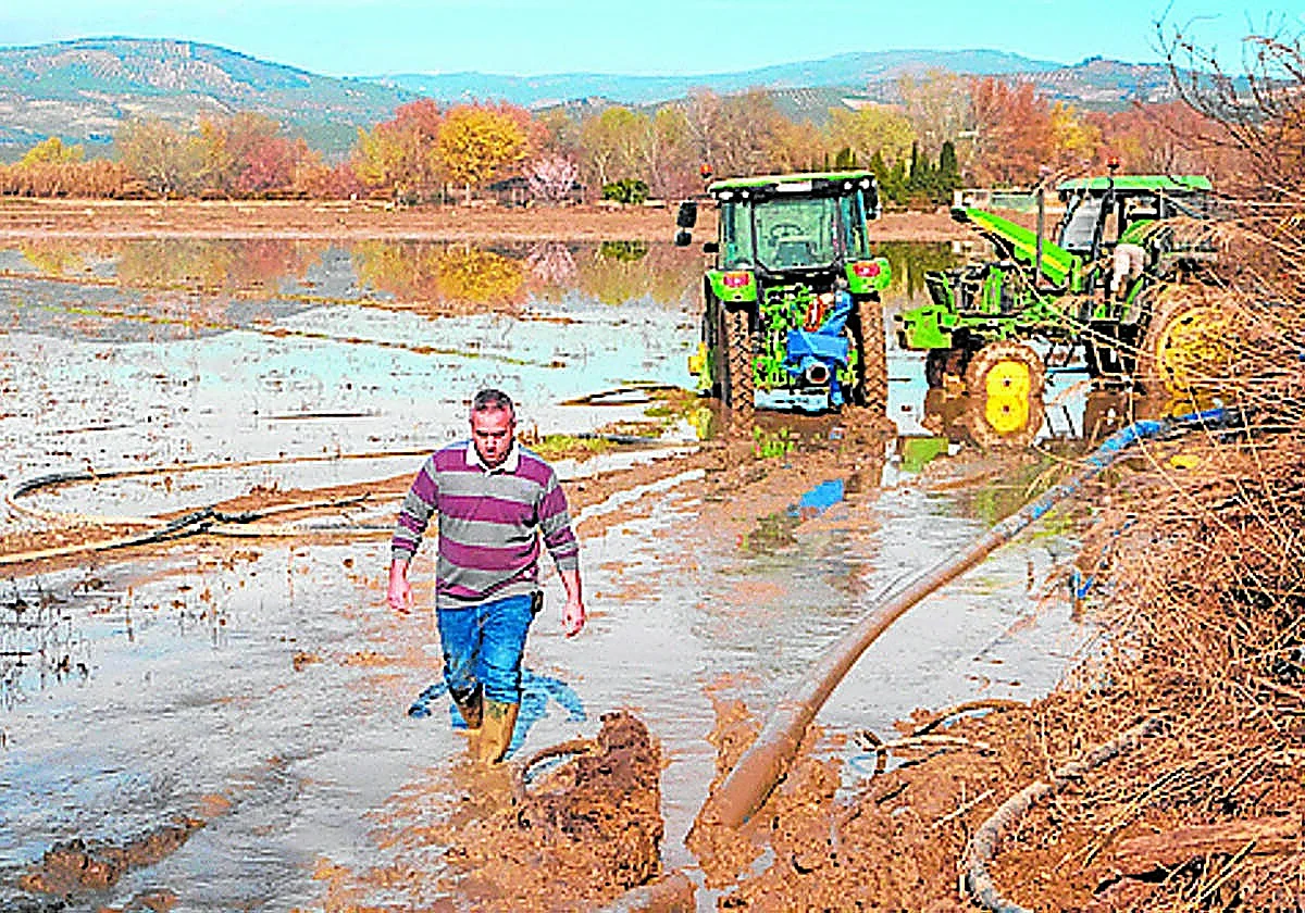 Granada's asparagus season starts with 350 hectares of flooded land