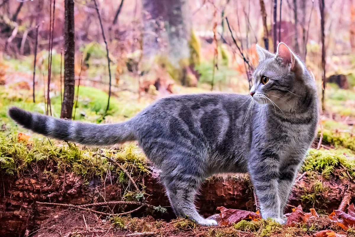 Los gatos aportan pistas para mejorar los tratamientos contra el cáncer en humanos
