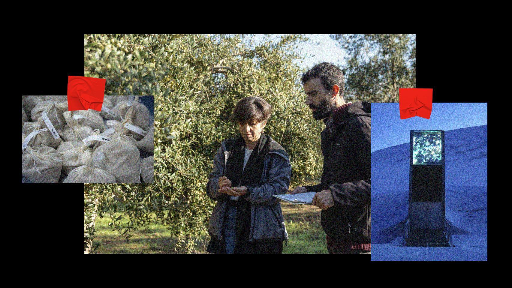 Los científicos que depositarán las primeras semillas de olivo en la bóveda del fin del mundo: "Es para salvar a la humanidad"