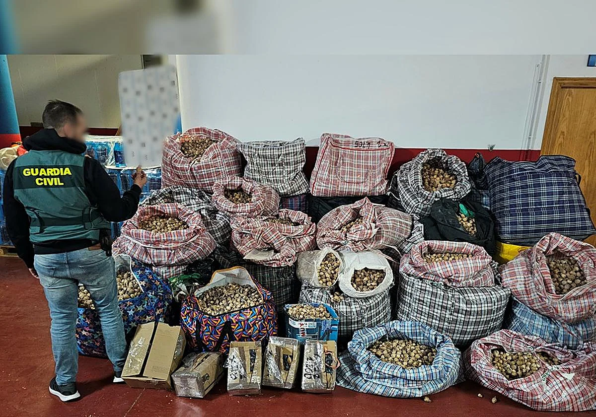 Desarticulada una banda que traficaba con amapolas de uso farmacéutico