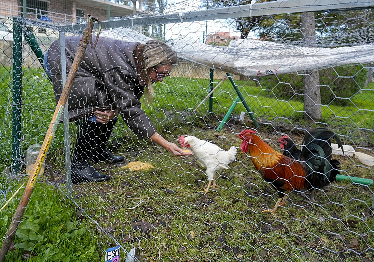 Mari Tere, la gallina adoptada que ha dado un premio de bilingüismo a un colegio de San Pedro Alcántara