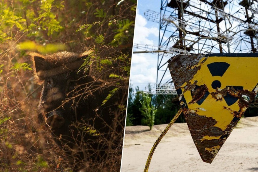 Llevamos décadas buscando "monstruos" radiactivos. Lo que hemos encontrado es una evolución a cámara rápida