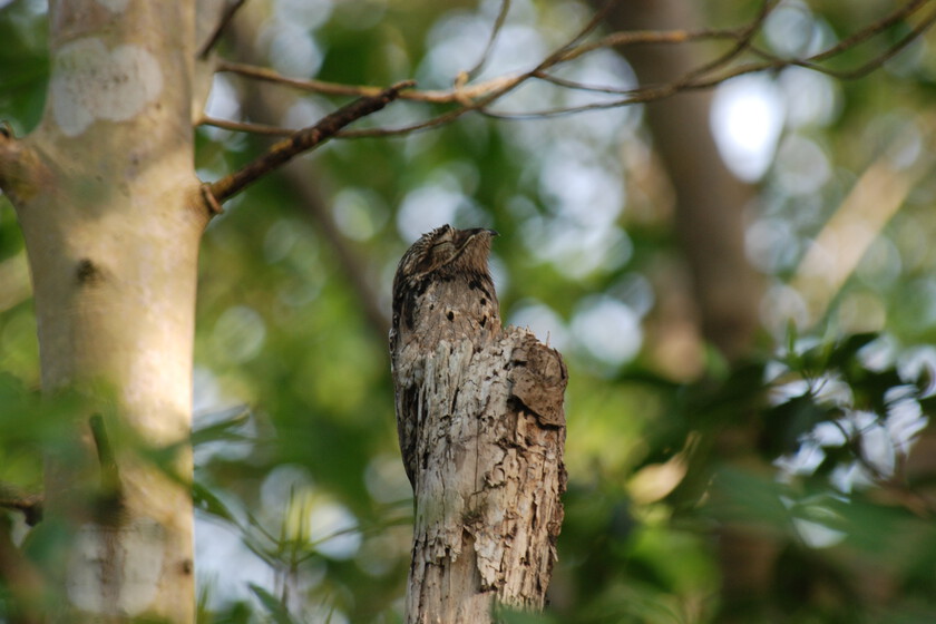 En Sudamérica hay un pájaro que se camufla como un trozo de madera. Y un joven uruguayo se ha empeñado en encontrarlo