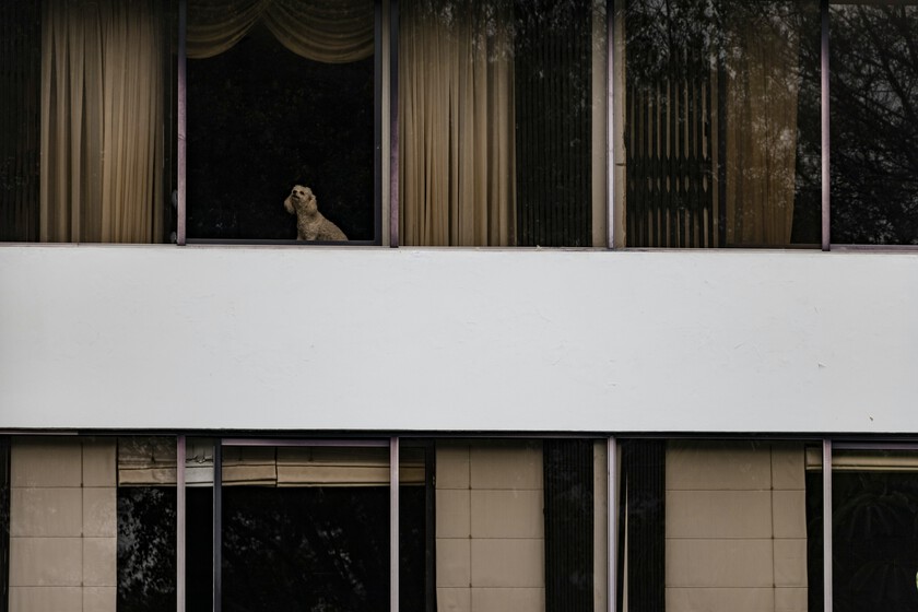España se está llenando de edificios con mascotas. La Ley de Propiedad Horizontal aclara qué hacer cuando causan molestias