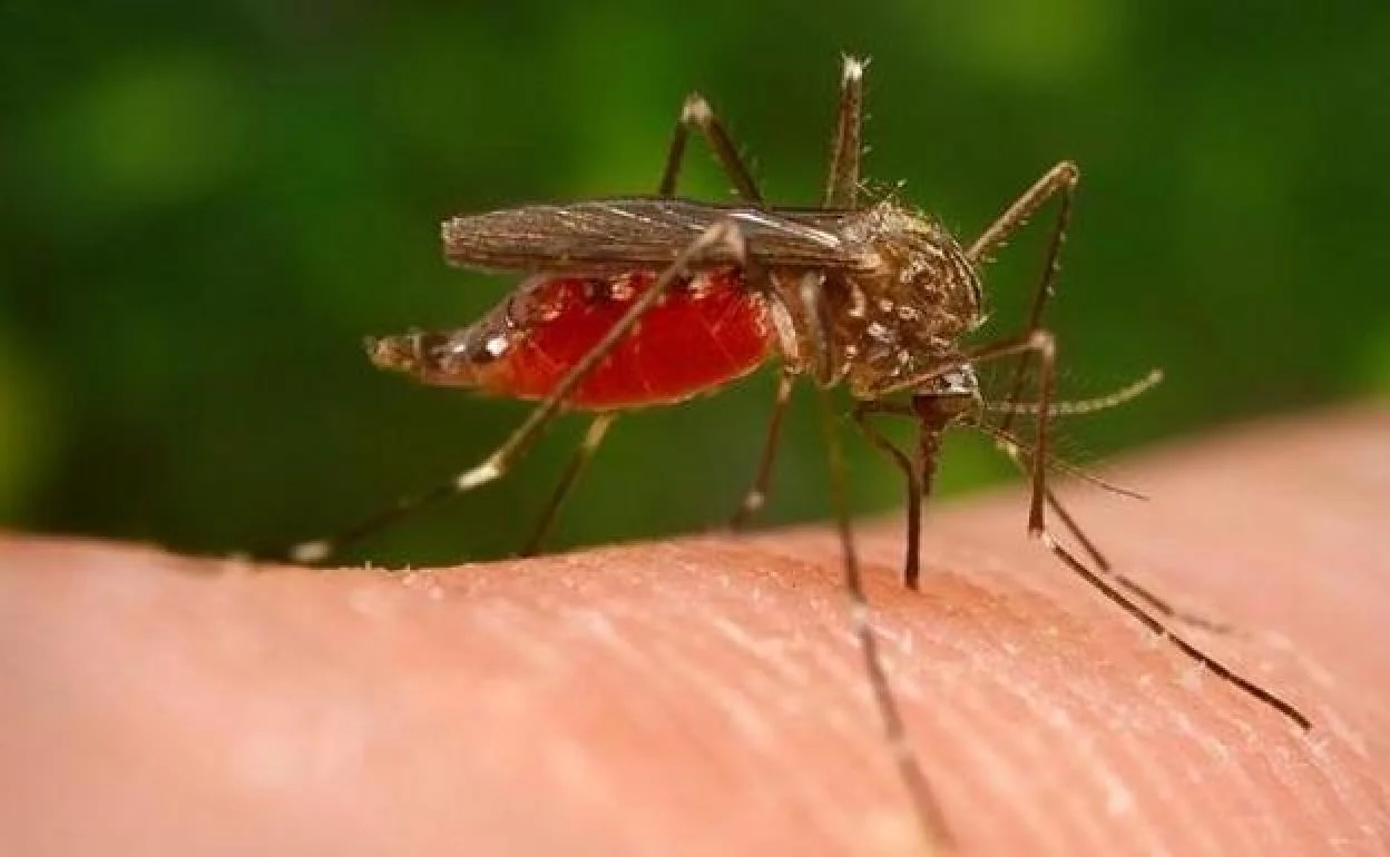 Prevén un aumento de mosquitos por las abundantes lluvias y temperaturas elevadas