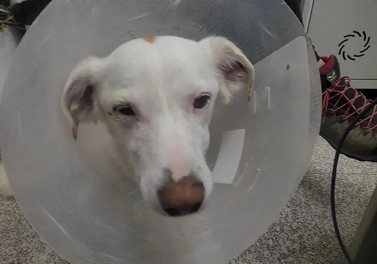 Condenado a pagar 2.500 euros por lanzar ácido a un perro en Alicante