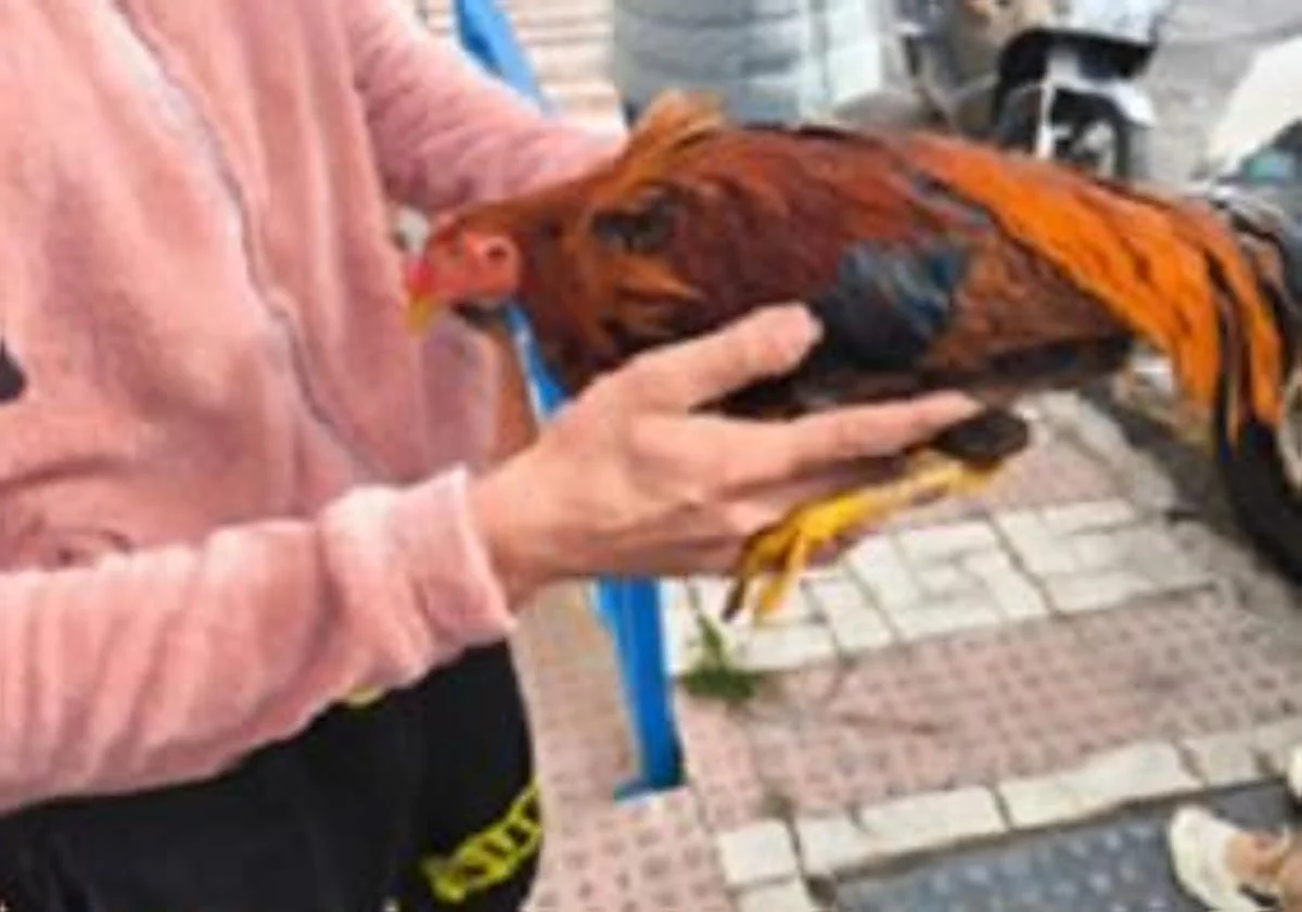 Detenidos dos jóvenes en Málaga por robar gallos de pelea en propiedades privadas