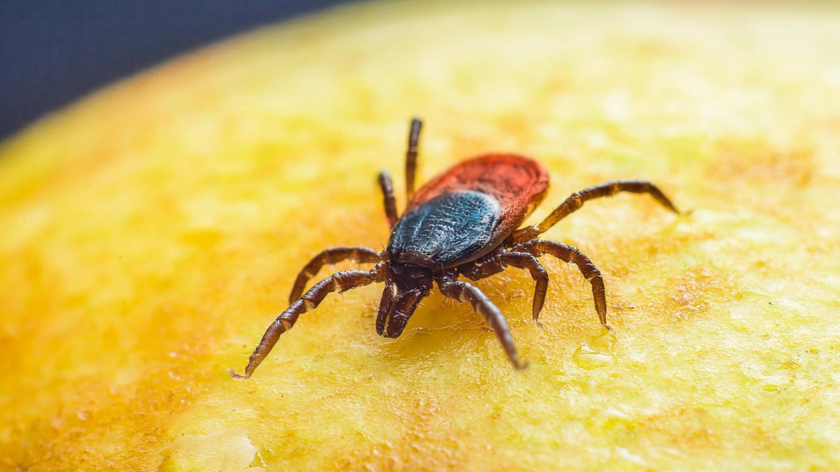 La pesadilla de Lidia, mujer con larvas dentro del cuerpo: "Me salen bichos, no tengo una vida normal"
