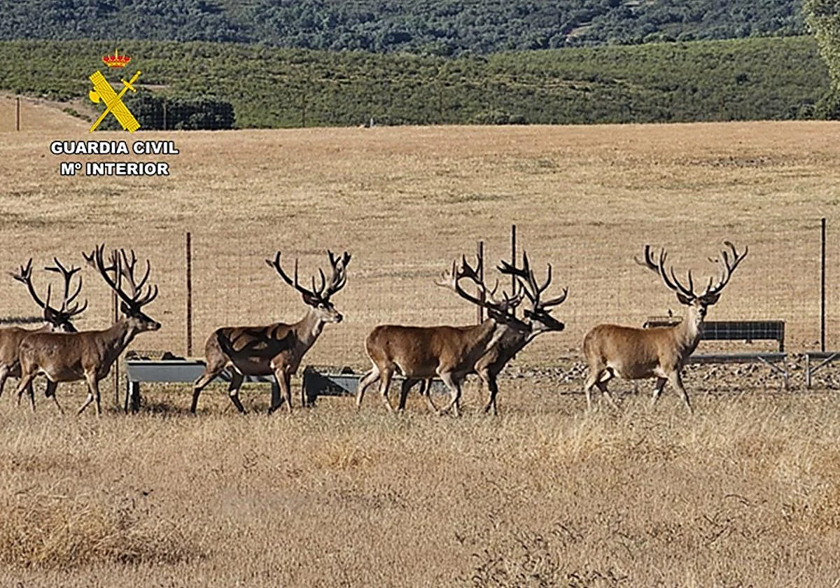 Detenidos en Ciudad Real dos cazadores furtivos por abatir dos ciervos de 240.000 euros