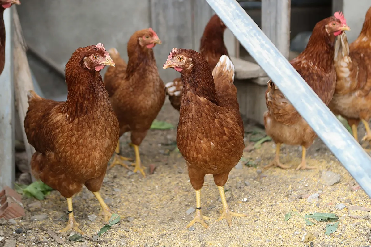 Bruselas refuerza la vigilancia sobre las importaciones de alimentos a la UE