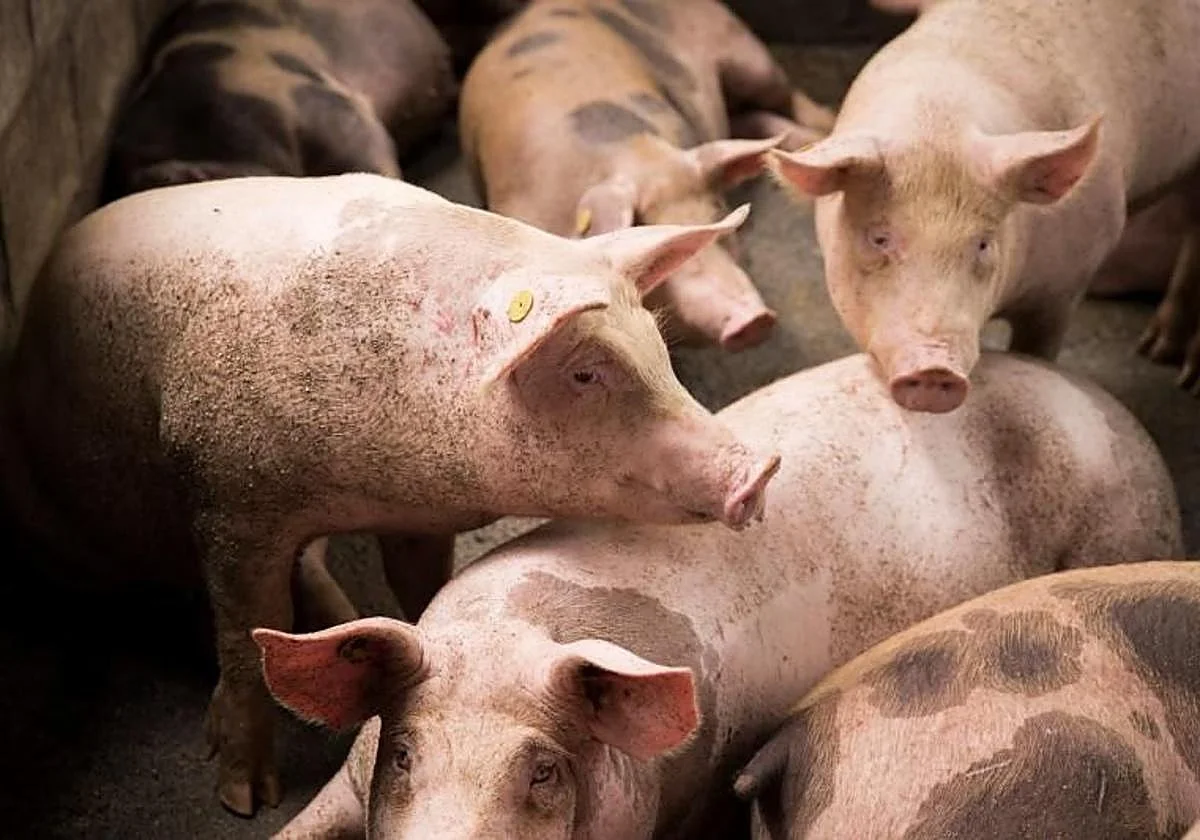 Detectado un caso humano de gripe porcina en Lleida