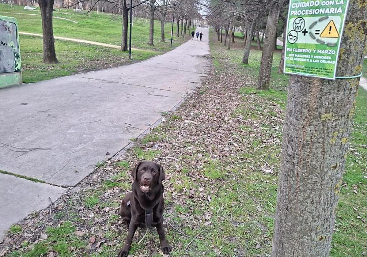 Rising temperatures bring forward arrival of pine processionary caterpillars
